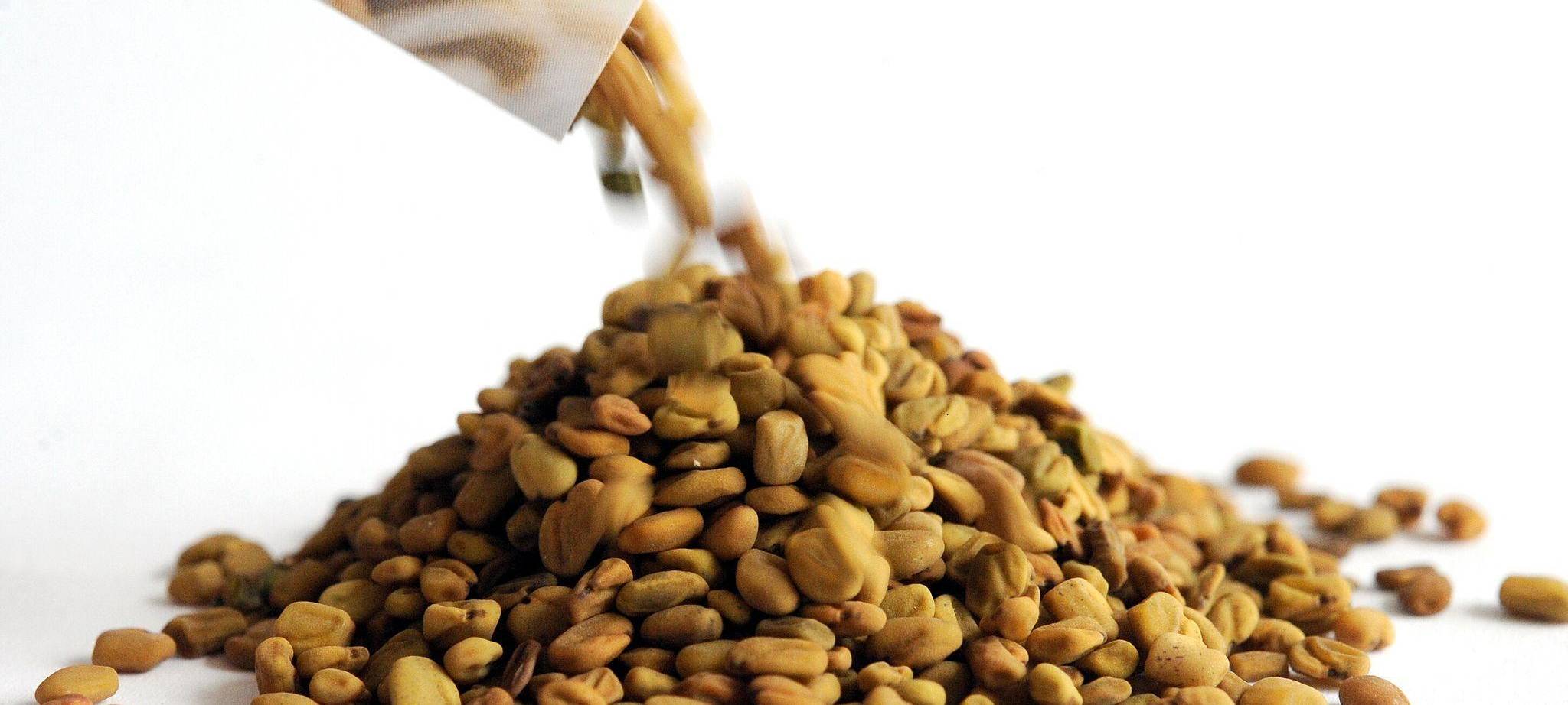 Saatgut von Bockshornklee-Sprossen